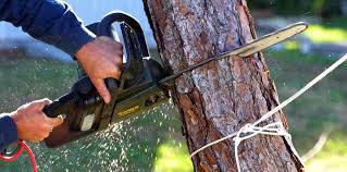 Reliable Erie, CO Tree Services Solutions