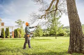 How Our Tree Care Process Works  in Erie, CO