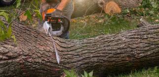 Best Tree and Shrub Care  in Erie, CO