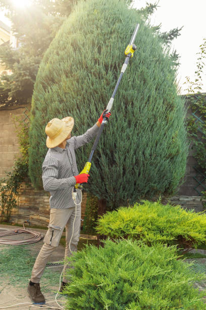 Best Sod Installation  in Erie, CO