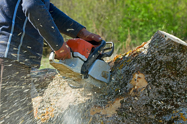 Best Leaf Removal  in Erie, CO