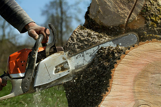 Best Fruit Tree Pruning  in Erie, CO